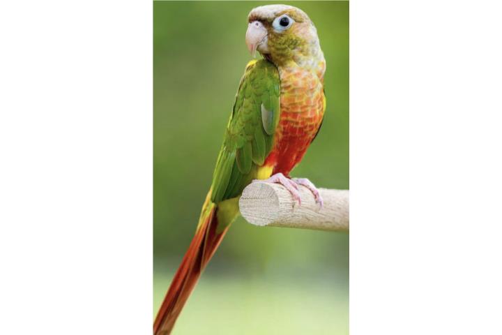 Green cheek Pineapple ((  bebe  )) Puerto Rico