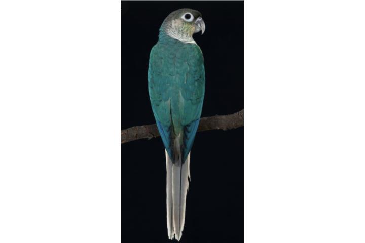 Turquesa yellow side  (( bebe )) Puerto Rico