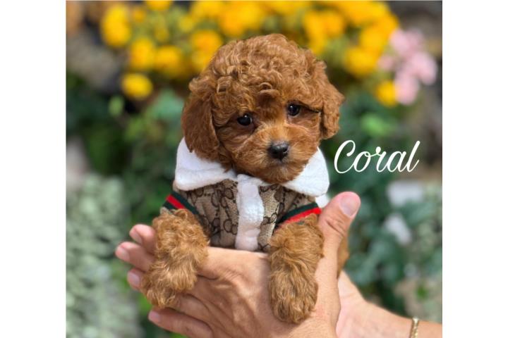 Puppy Land - Coral AKC Toy Poodle Puerto Rico