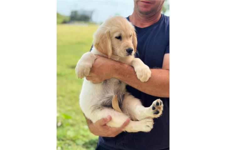 Golden Retriever Blancos Puros