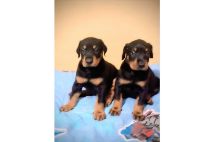 ENAMORATE DE UN DOBERMAN 100% PURO
