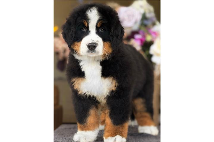 Bernese Mountain Dog