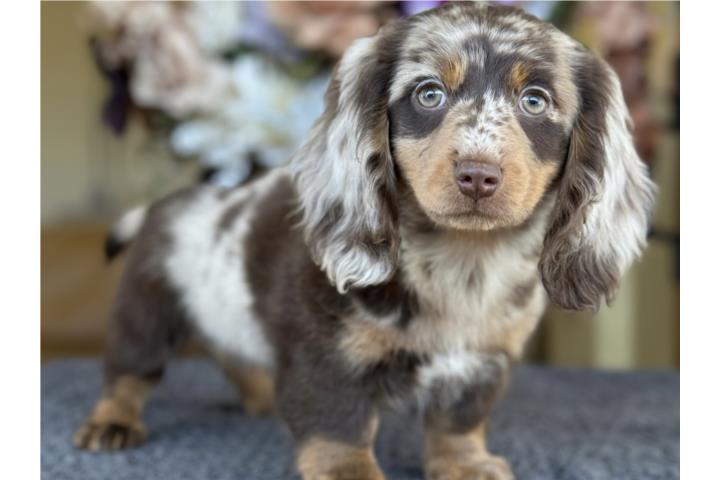 Dachshund merle - Los Osos PR