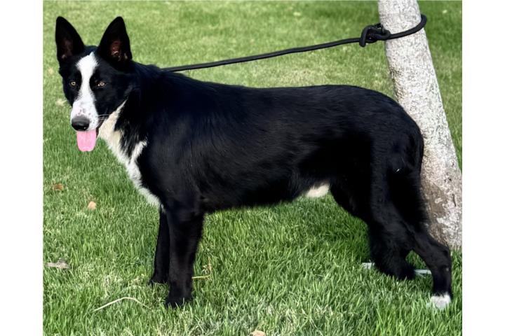 German Shepherd panda AKC