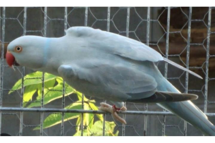 Ringneck hembra adulta azul cinnamon