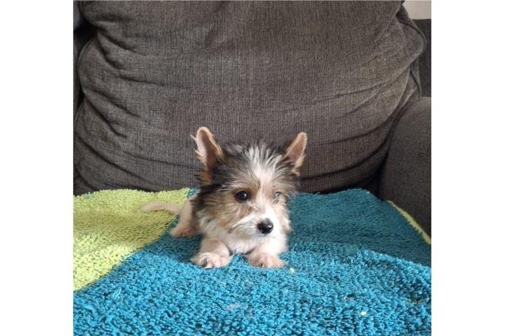 YORKIE MACHO PARTY COLOR