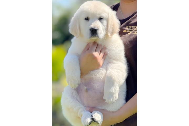 GOLDEN RETRIEVER BLANCOS BIG BONE