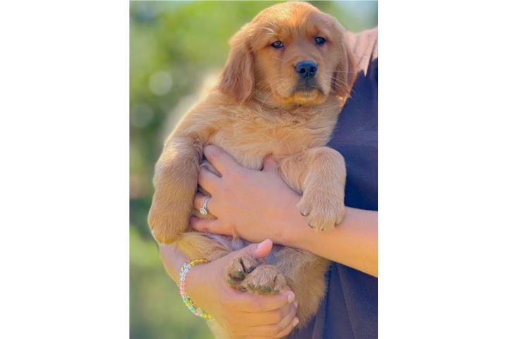 GOLDEN RETRIEVER BIG BONE COLORAO