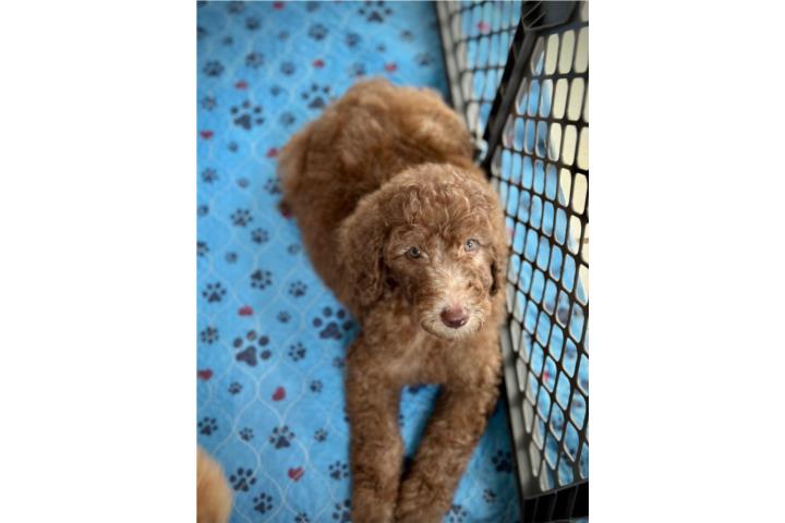 DUCHESS - Goldendoodle Standard Hembra F1BB