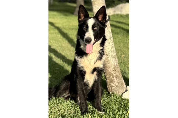 German Shepherd macho panda AKC