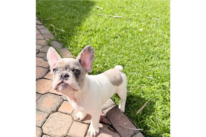 Preciosos puppys French Bulldogs ojos azules
