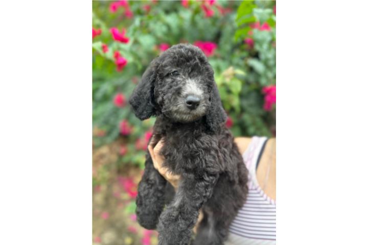 WINONA - Goldendoodle Standard Hembra F1BB