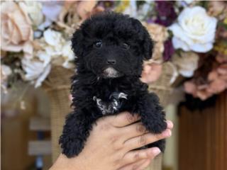 Mini Toy Poodle - Los Osos PR, Mascotas Puerto Rico