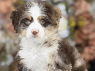 Bernedoodle Choco Merle - Los Osos PR, Mascotas Puerto Rico