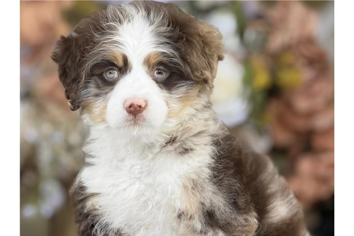 Clasificados Online Mascotas Bernedoodle Choco Merle - Los Osos PR