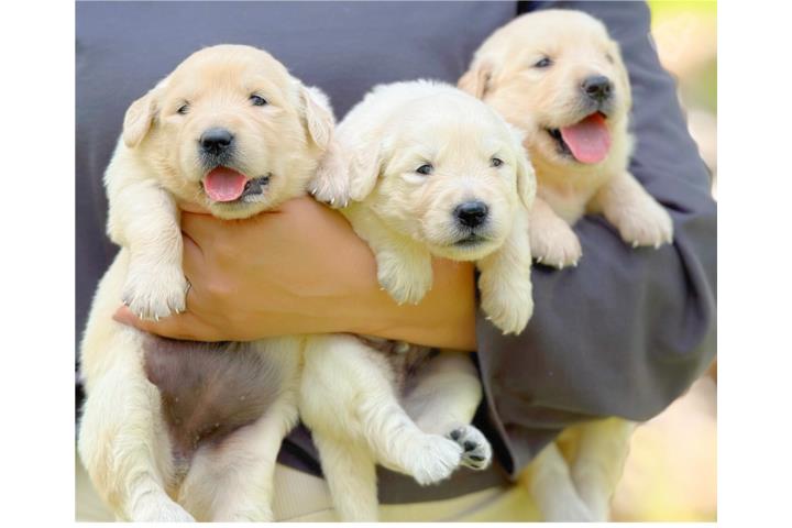 GOLDEN RETRIEVER ENGLISH CREAM Y LIGHT FLUFFS Puerto Rico