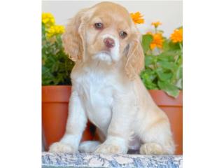 COCKER SPANIEL OJOS VERDES RED NOSE, Puppy Guy
