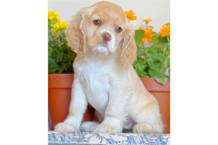 COCKER SPANIEL OJOS VERDES RED NOSE Puerto Rico