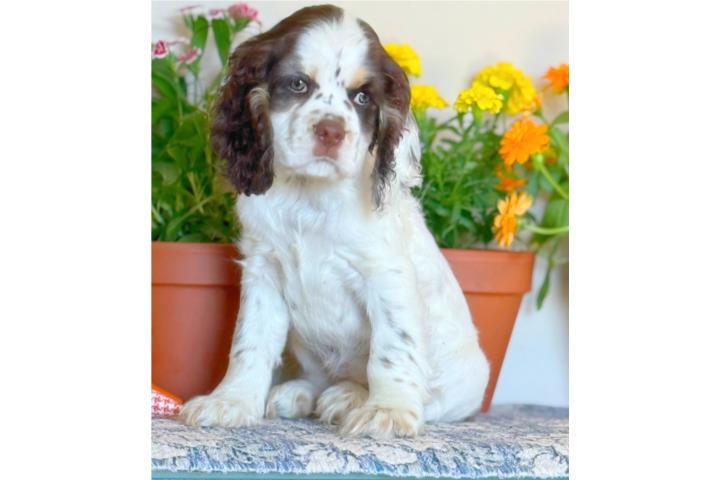 COCKER SPANIEL CHOCOLATE TRICOLOR OJOS VERDES Puerto Rico