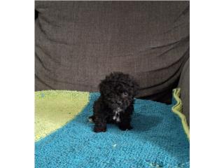 TOY POODLE MACHO NEGRITO, Puppy
