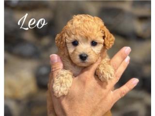 Puppy Land - Leo AKC Toy Poodle Nene, Puppy Land PR
