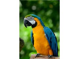 Puerto Rico Guacamayo (( hembra adulta  )) b&g, Perros Gatos y Caballos