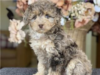 Aussiedoodle Nena Merle - Los Osos PR, Los Osos PR