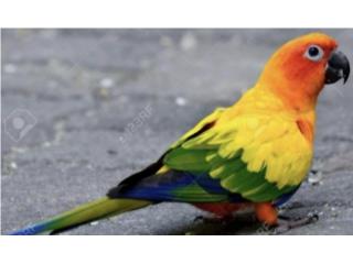 Sun conure (( bebe  ))  no adn, JG Aviario