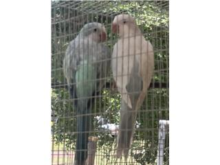 Pareja de Quaker con adn, Doggy 
