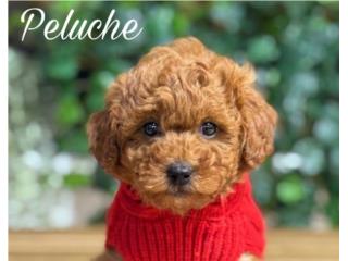 Puppy Land - F1bb MIni Goldendoodle 