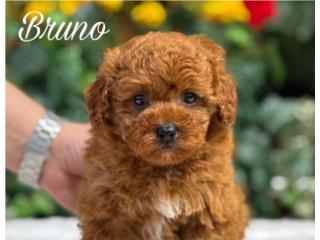 Puppy Land - F1bb Mini Goldendoodle Bruno, Puppy Land PR