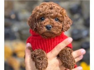 Puppy Land - F1bb Mini Goldendoodle Clifford, Puppy Land PR