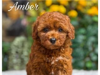 Puppy Land - F1bb Mini Goldendoodle Amber, Puppy Land PR