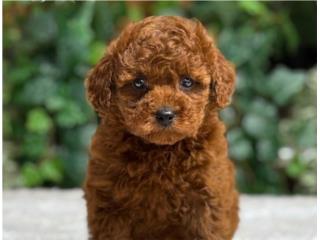 Puppy Land - F1bb Mini Goldendoodle Rose, Puppy Land PR