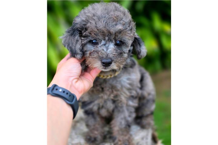 Mini Poodle macho (LUCAS) Puerto Rico