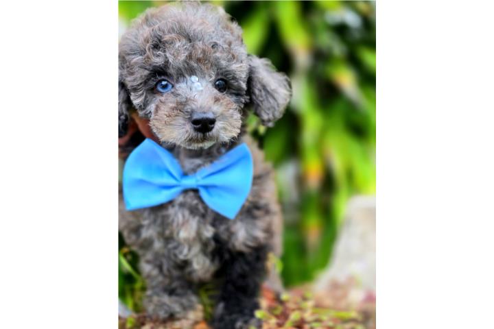 Mini Poodle Macho (DANTE) Puerto Rico