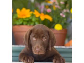 LABRADORES CHOCOLATES OJOS VERDES BIG BONE, Puppy Guy
