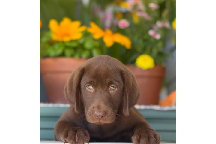 LABRADORES CHOCOLATES OJOS VERDES BIG BONE