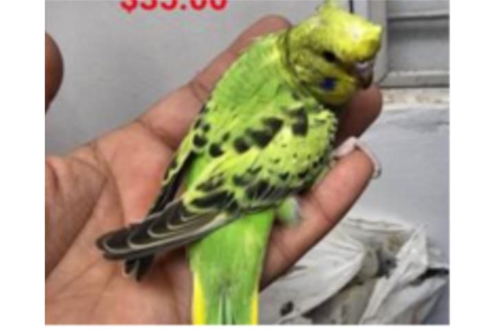 Periquita moñua Porta Alas Negras Puerto Rico