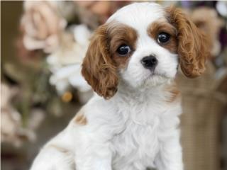 Cavalier King Charles Spaniel - Los Osos PR, Mascotas Puerto Rico