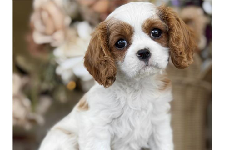 Cavalier King Charles Spaniel - Los Osos PR