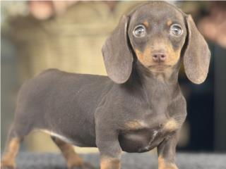 Puerto Rico Tiny Dachshund Chocolate AKC- Los Osos PR, Perros Gatos y Caballos