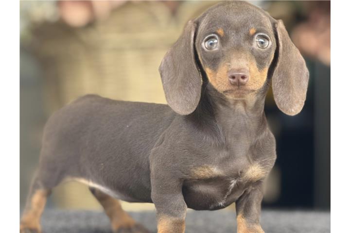 Tiny Dachshund Chocolate - Los Osos PR