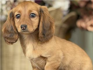 Dachshund Salchicha Pelo Largo - Los Osos PR, Mascotas Puerto Rico