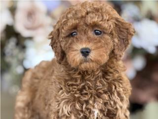 Goldendoodle Toy - Los Osos PR, Mascotas Puerto Rico