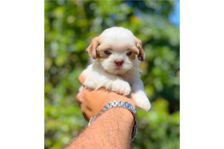 SHIHTZU PETIT RED NOSE OJOS VERDES Puerto Rico
