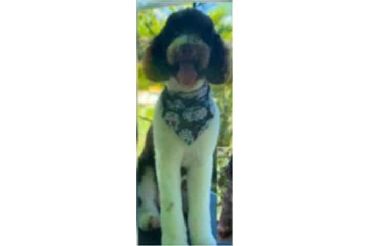 Goldendoodle nena Puerto Rico