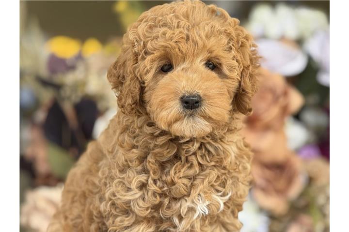Mini Goldendoodle - Los Osos PR