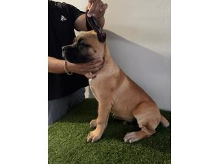 Cane Corso, Cane Corso PR