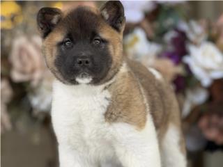 Akita - Los Osos PR, Los Osos PR